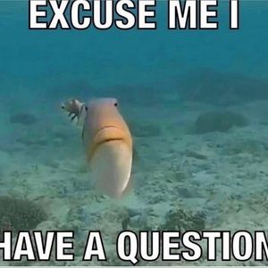 Meet your Posher, Ella